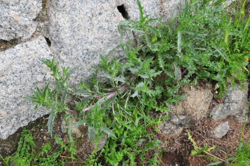 Carlina corymbosa